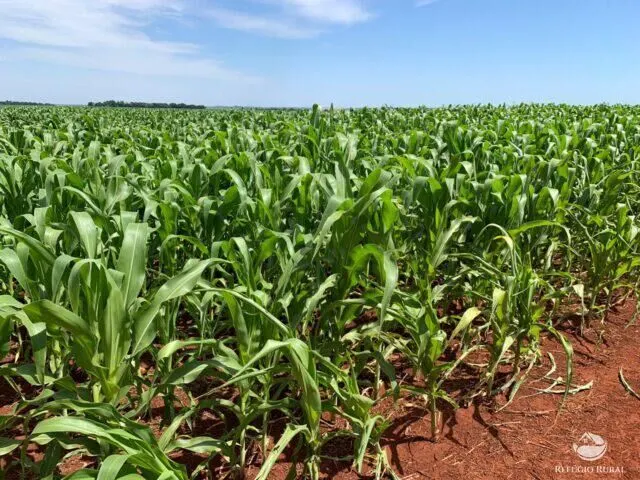Fazenda à venda de 1.200 ha em Paranatinga, MT, Brasil