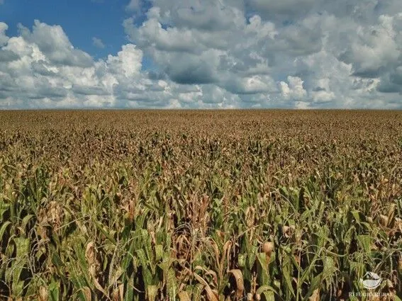 Fazenda à venda de 1.200 ha em Paranatinga, MT, Brasil