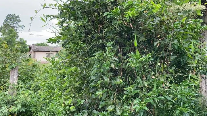 Chácara à venda de 1.900 m² em Santo Antônio da Patrulha, RS, Brasil