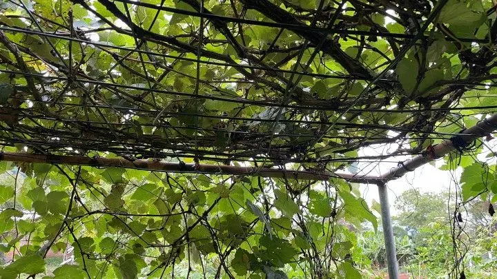 Chácara à venda de 1.900 m² em Santo Antônio da Patrulha, RS, Brasil