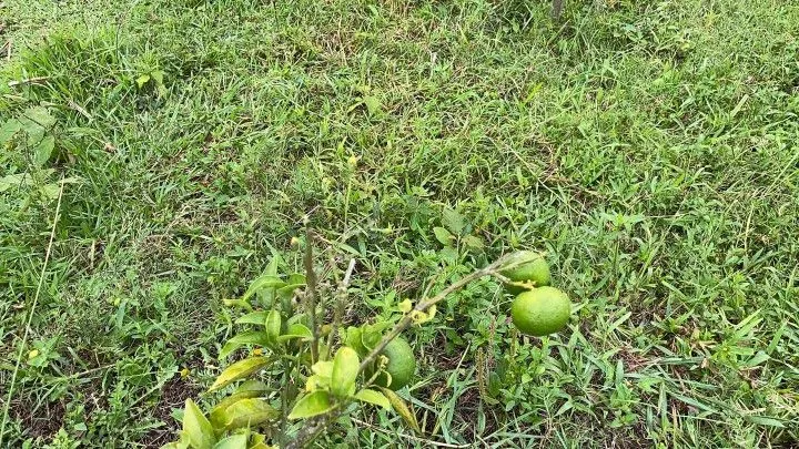 Chácara à venda de 1.900 m² em Santo Antônio da Patrulha, RS, Brasil