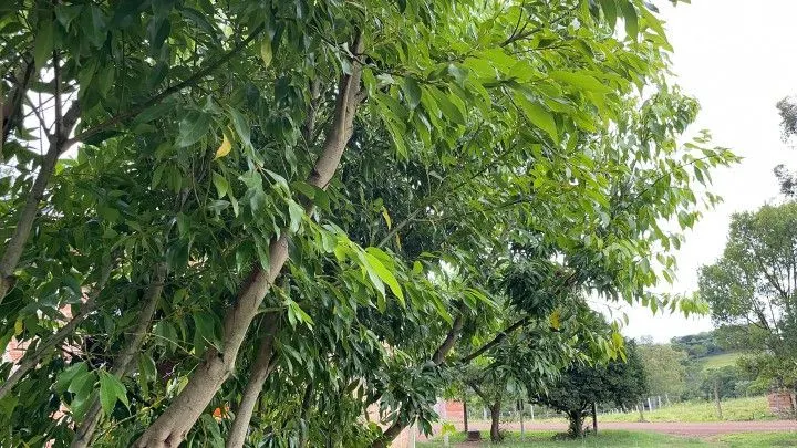 Chácara à venda de 1.900 m² em Santo Antônio da Patrulha, RS, Brasil