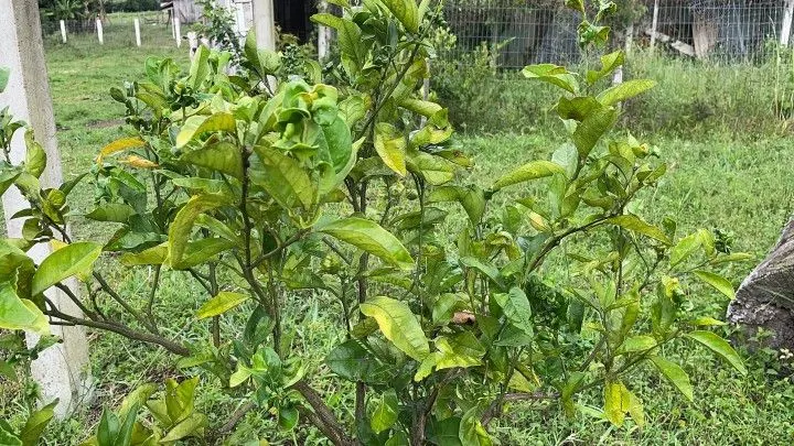 Chácara à venda de 1.900 m² em Santo Antônio da Patrulha, RS, Brasil