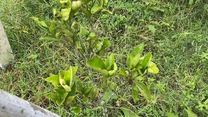 Chácara à venda de 1.900 m² em Santo Antônio da Patrulha, RS, Brasil