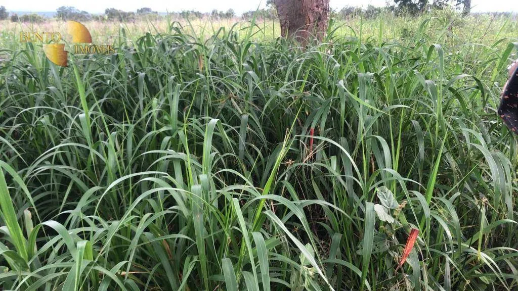 Fazenda à venda de 10.400 ha em Paranatinga, MT, Brasil