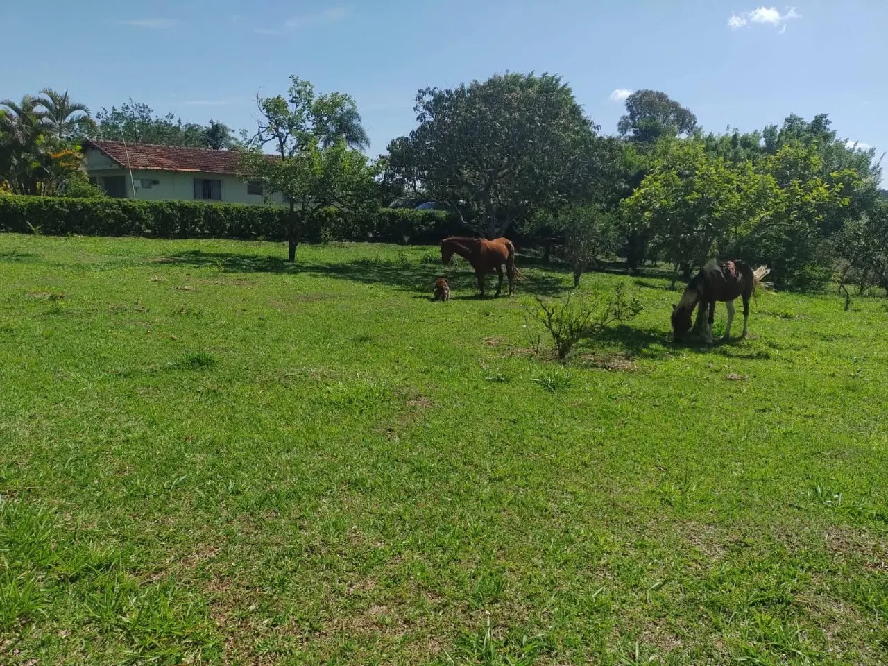 Fazenda à venda de 5 ha em Itapetininga, SP, Brasil
