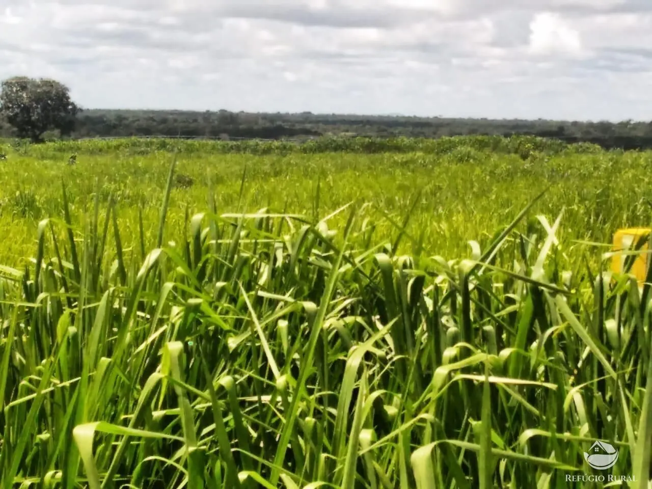 Fazenda à venda de 4.007 ha em Paracatu, MG, Brasil