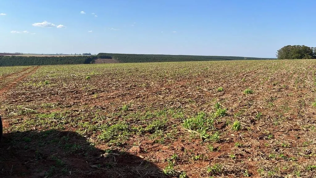 Fazenda à venda de 230 ha em Itapeva, SP, Brasil