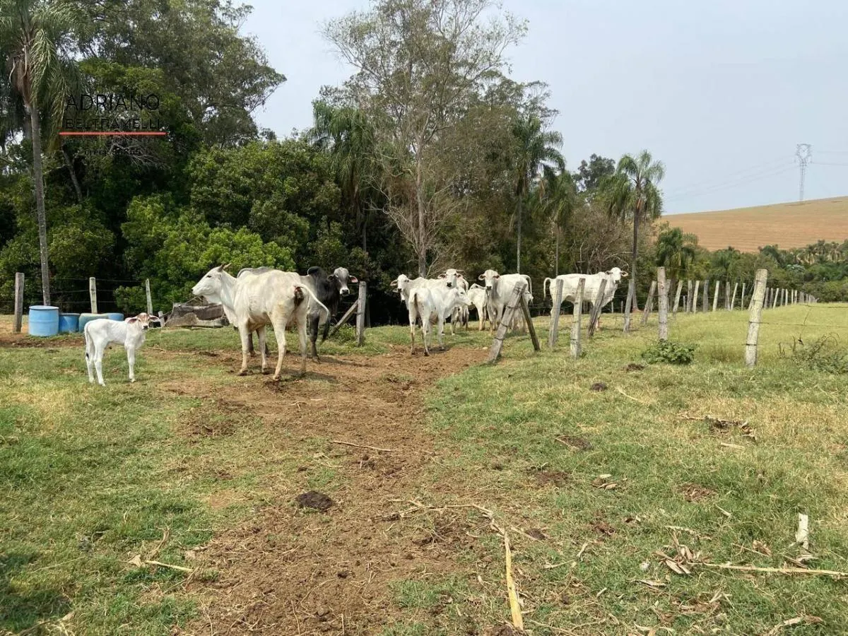 Fazenda à venda de 400 ha em Tuiuti, SP, Brasil