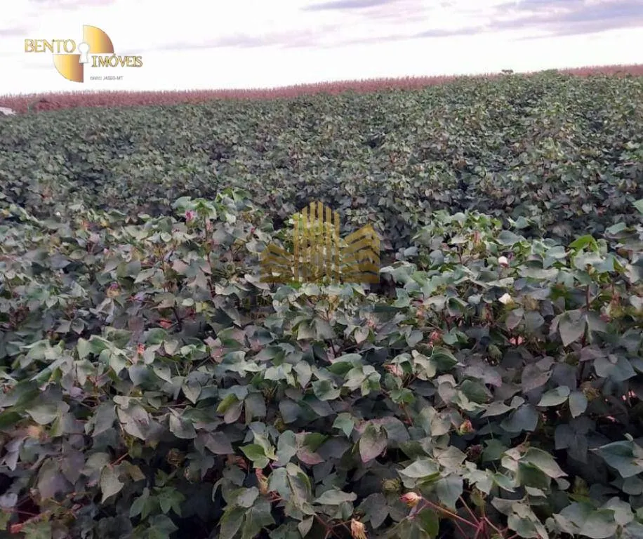 Fazenda à venda de 775 ha em Primavera do Leste, MT, Brasil