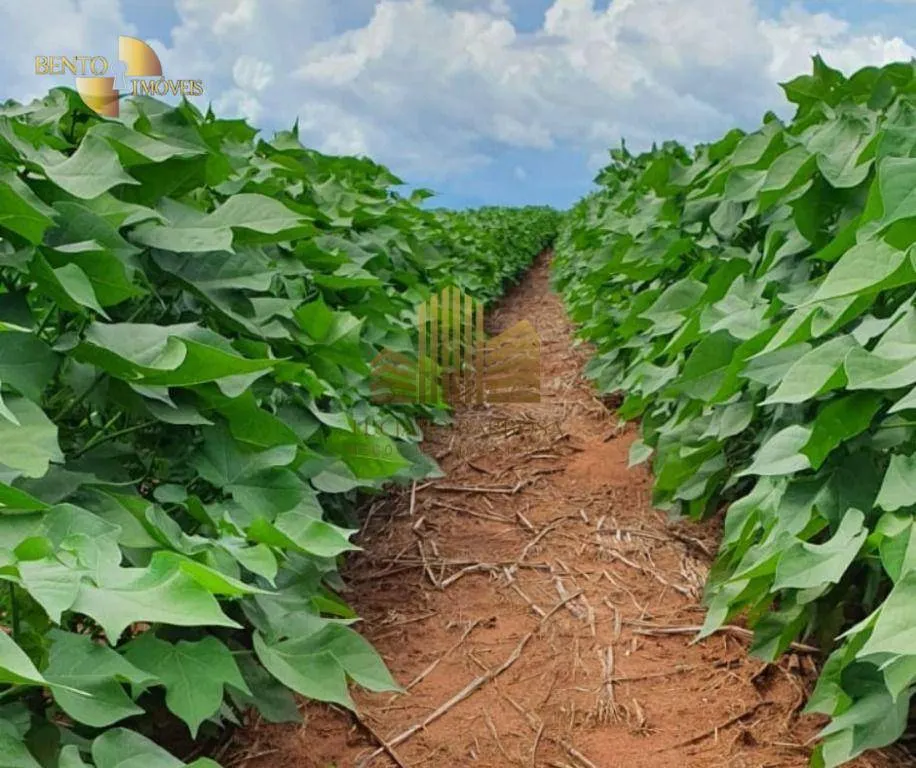 Fazenda à venda de 775 ha em Primavera do Leste, MT, Brasil
