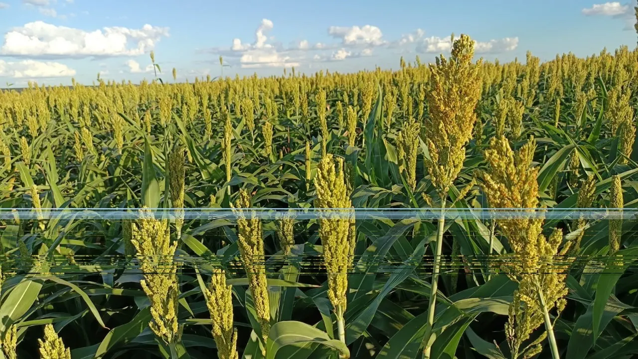 Farm for sale of 1,927 acres in Paracatu, MG, Brazil