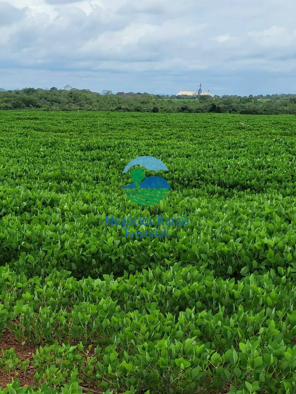 Fazenda à venda de 513 ha em Silvanópolis, TO, Brasil
