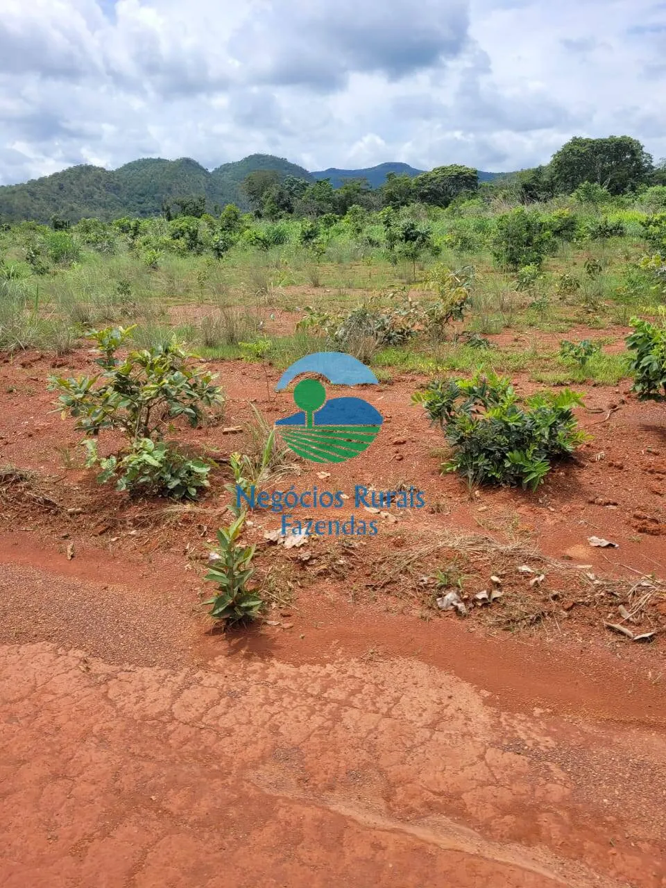 Fazenda à venda de 513 ha em Silvanópolis, TO, Brasil