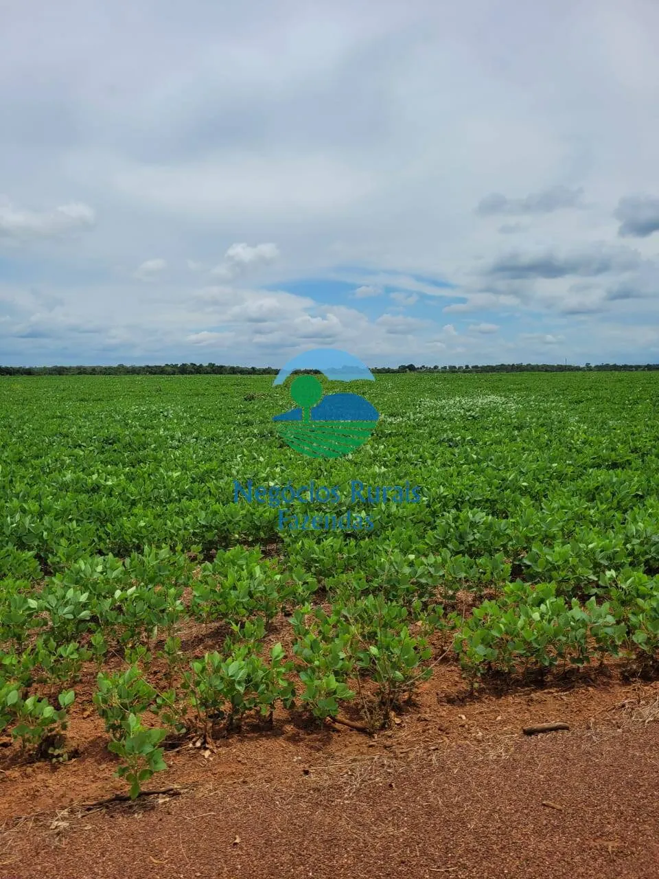 Fazenda à venda de 513 ha em Silvanópolis, TO, Brasil