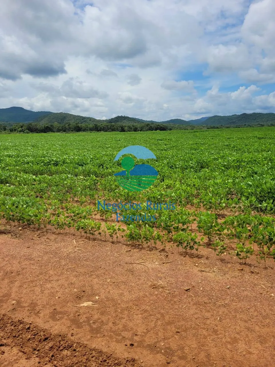 Fazenda à venda de 513 ha em Silvanópolis, TO, Brasil
