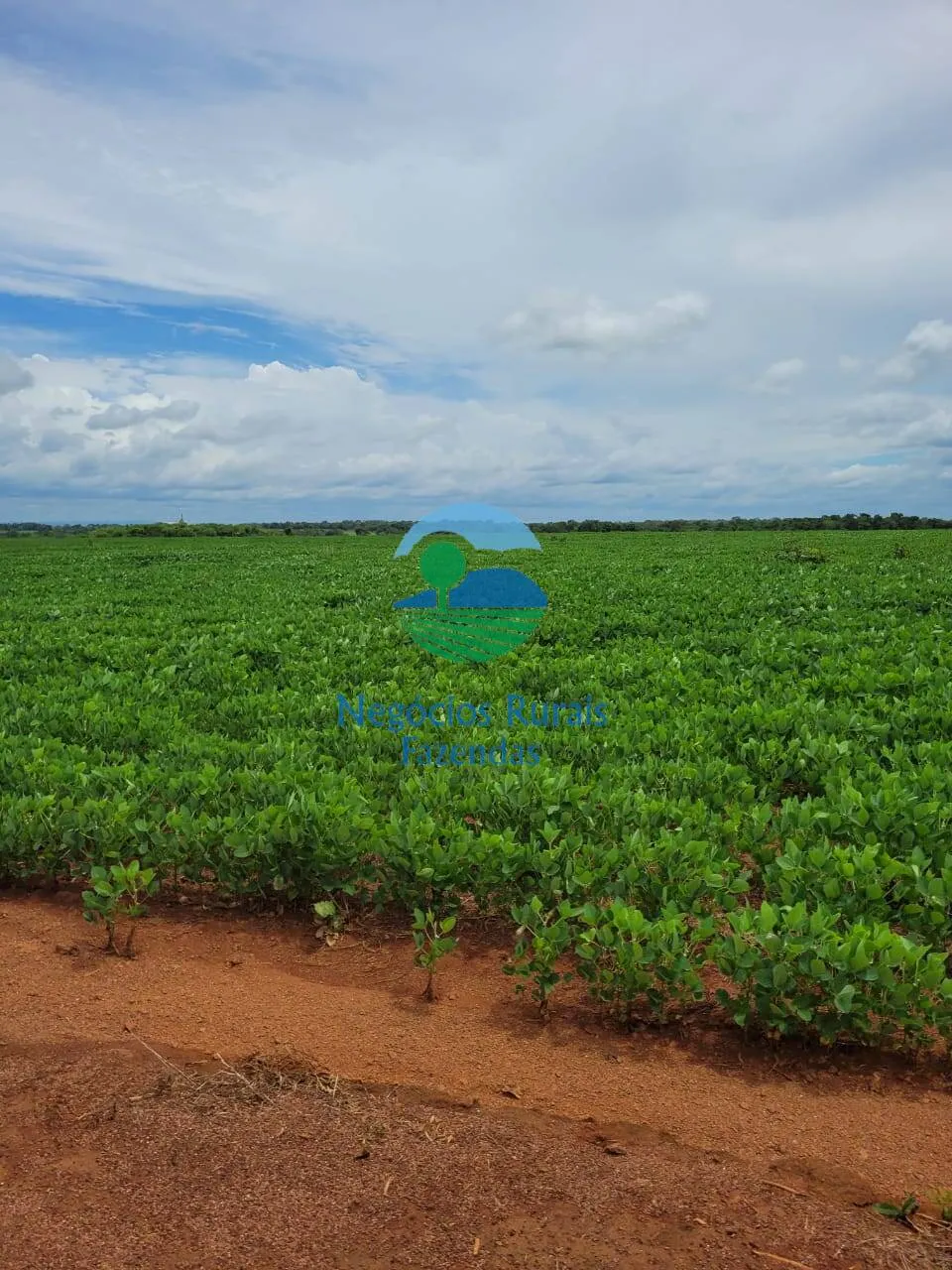 Fazenda à venda de 513 ha em Silvanópolis, TO, Brasil