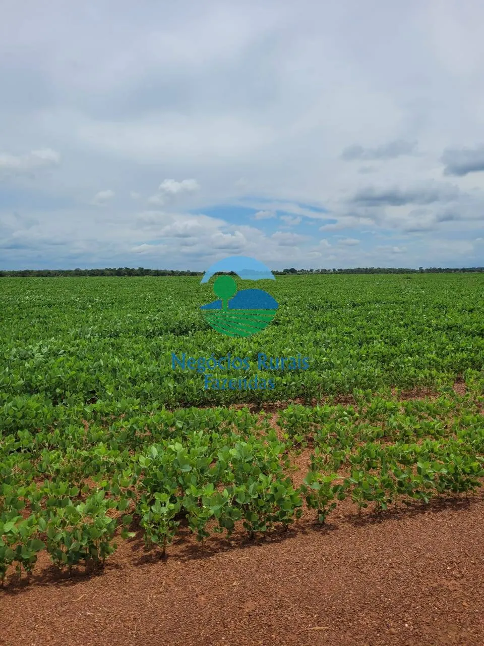 Fazenda à venda de 513 ha em Silvanópolis, TO, Brasil