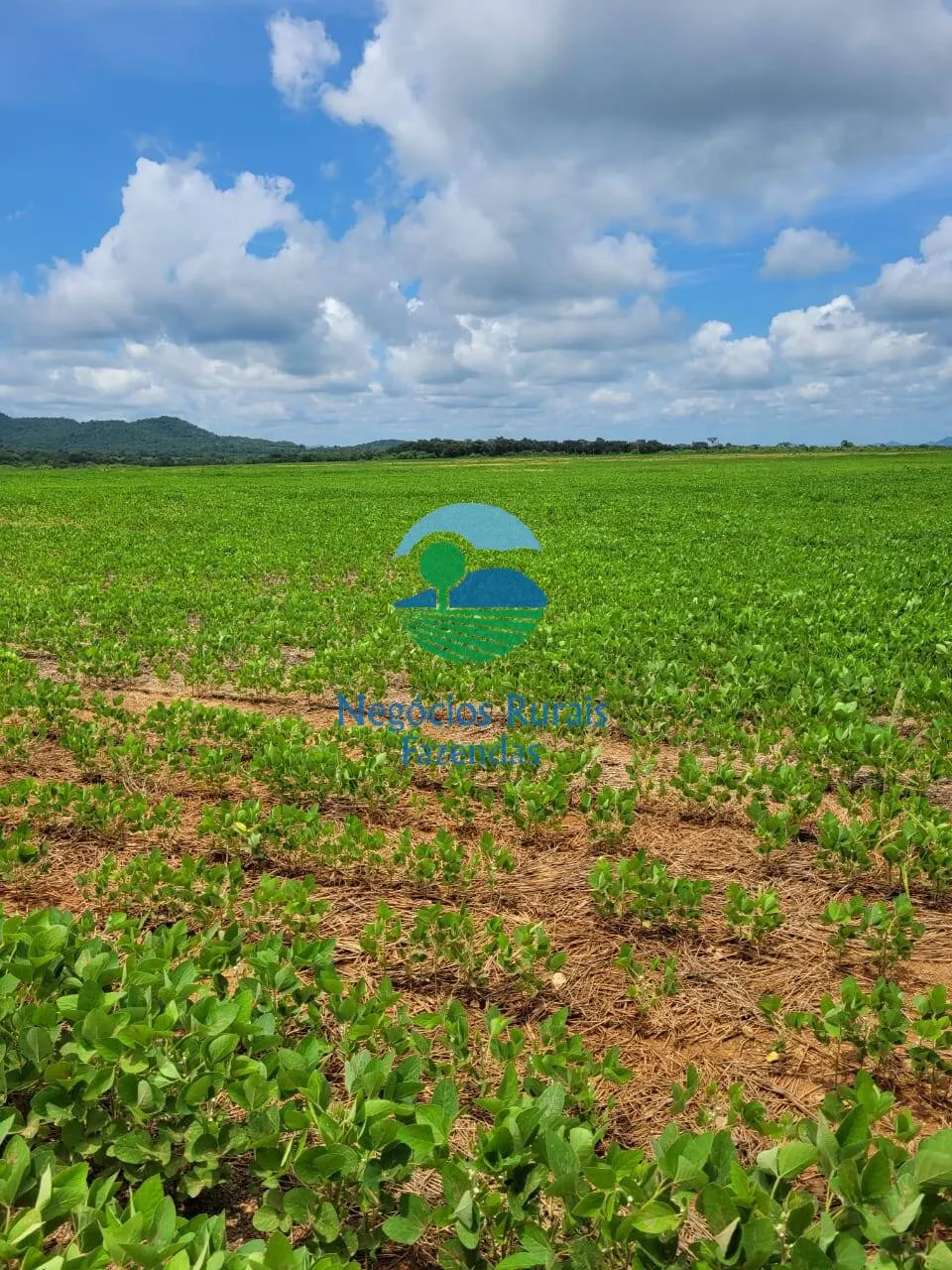 Fazenda à venda de 513 ha em Silvanópolis, TO, Brasil