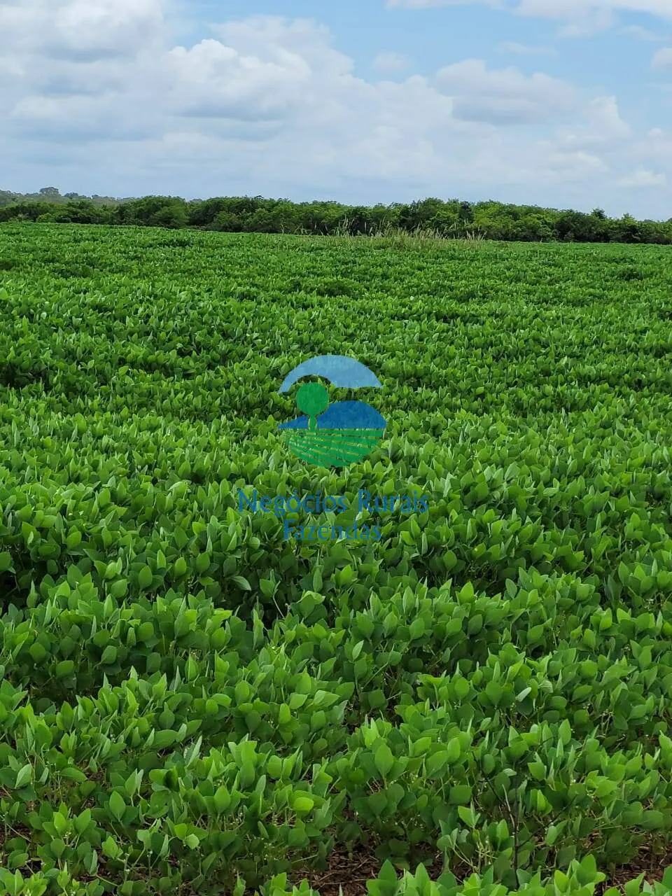 Fazenda à venda de 513 ha em Silvanópolis, TO, Brasil