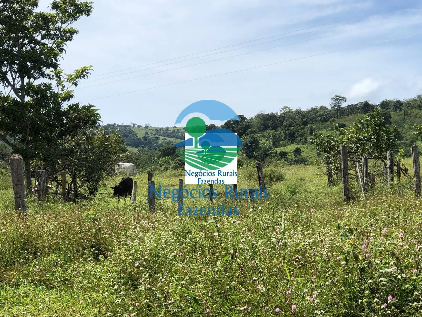 Fazenda à venda de 484 ha em Uruaçu, GO, Brasil