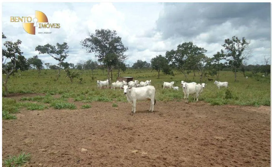 Farm for sale of 2,545 acres in Primavera do Leste, MT, Brazil