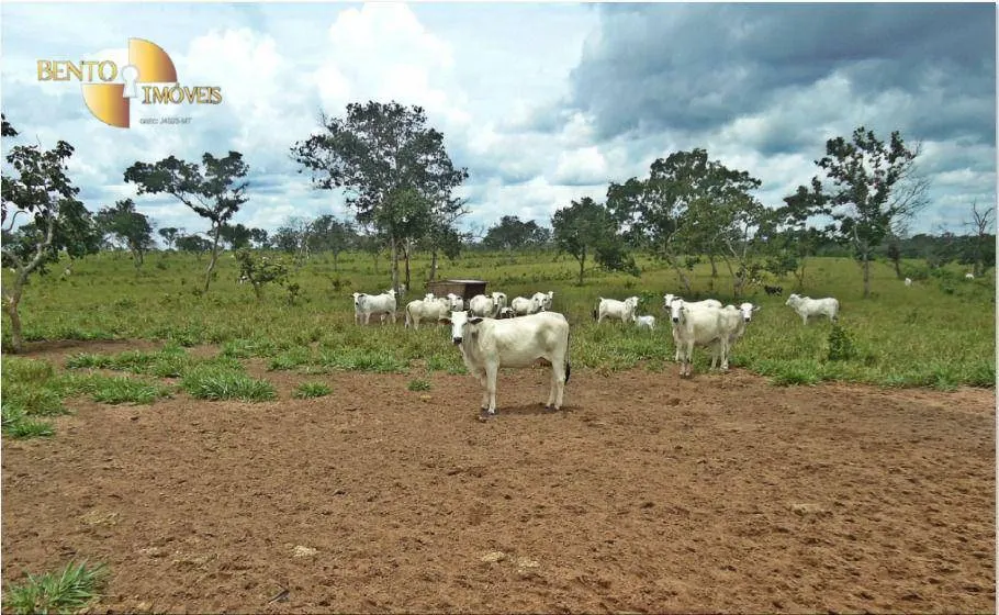 Farm for sale of 2,545 acres in Primavera do Leste, MT, Brazil