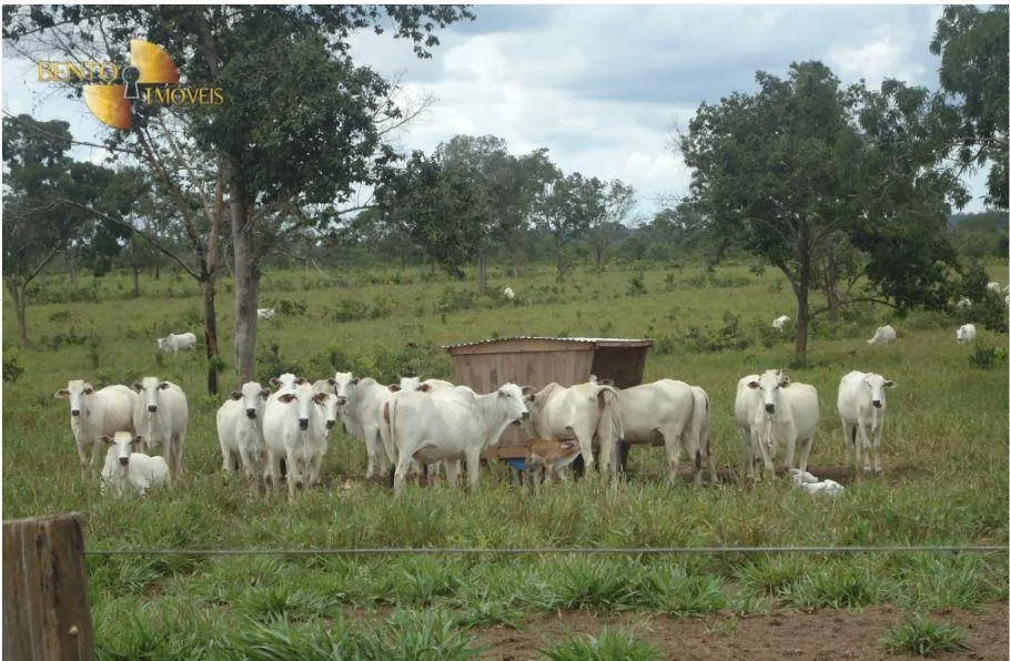 Farm for sale of 2,545 acres in Primavera do Leste, MT, Brazil