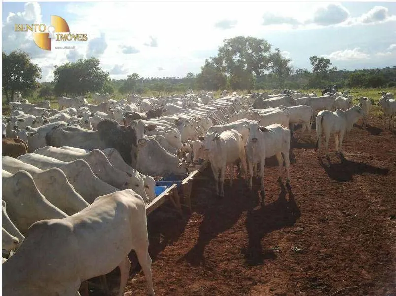 Farm for sale of 2,545 acres in Primavera do Leste, MT, Brazil