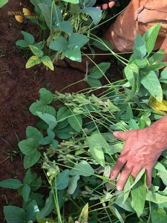 Fazenda à venda e para Arrendar de 3.330 ha em Paranatinga, MT, Brasil