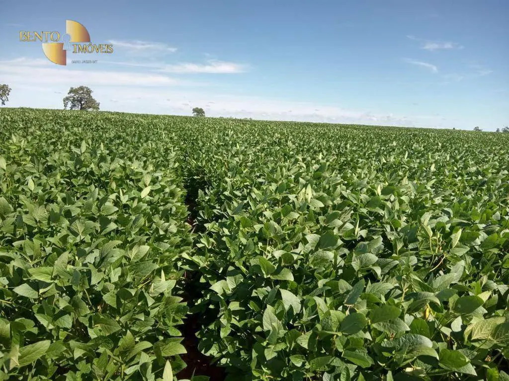 Fazenda à venda e para Arrendar de 3.330 ha em Paranatinga, MT, Brasil