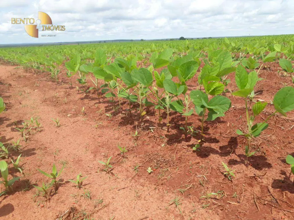 Fazenda à venda e para Arrendar de 3.330 ha em Paranatinga, MT, Brasil