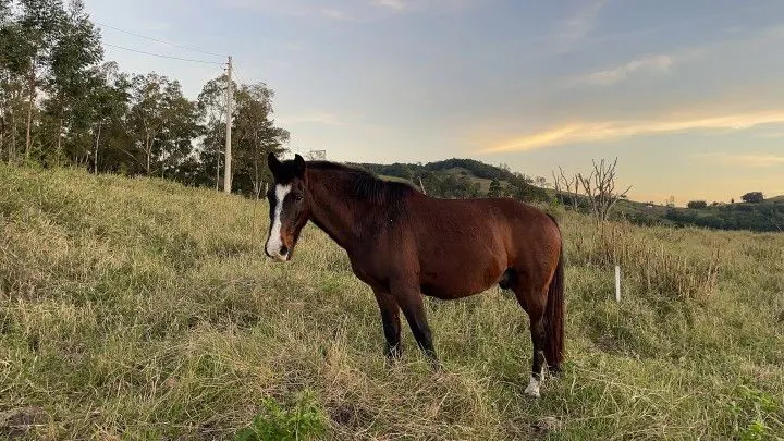 Country home for sale of 2,400 m² in Rolante, RS, Brazil