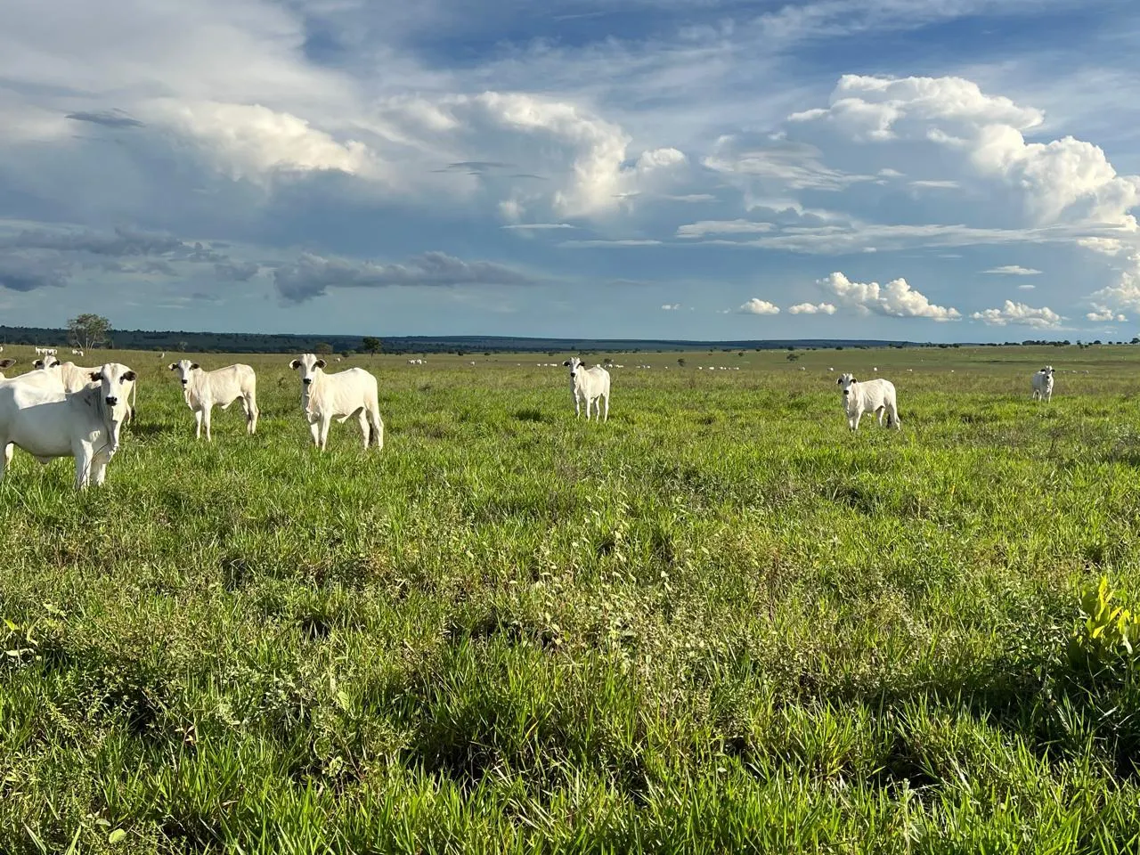 Fazenda à venda de 5.591 ha em Paraíso das Águas, MS, Brasil