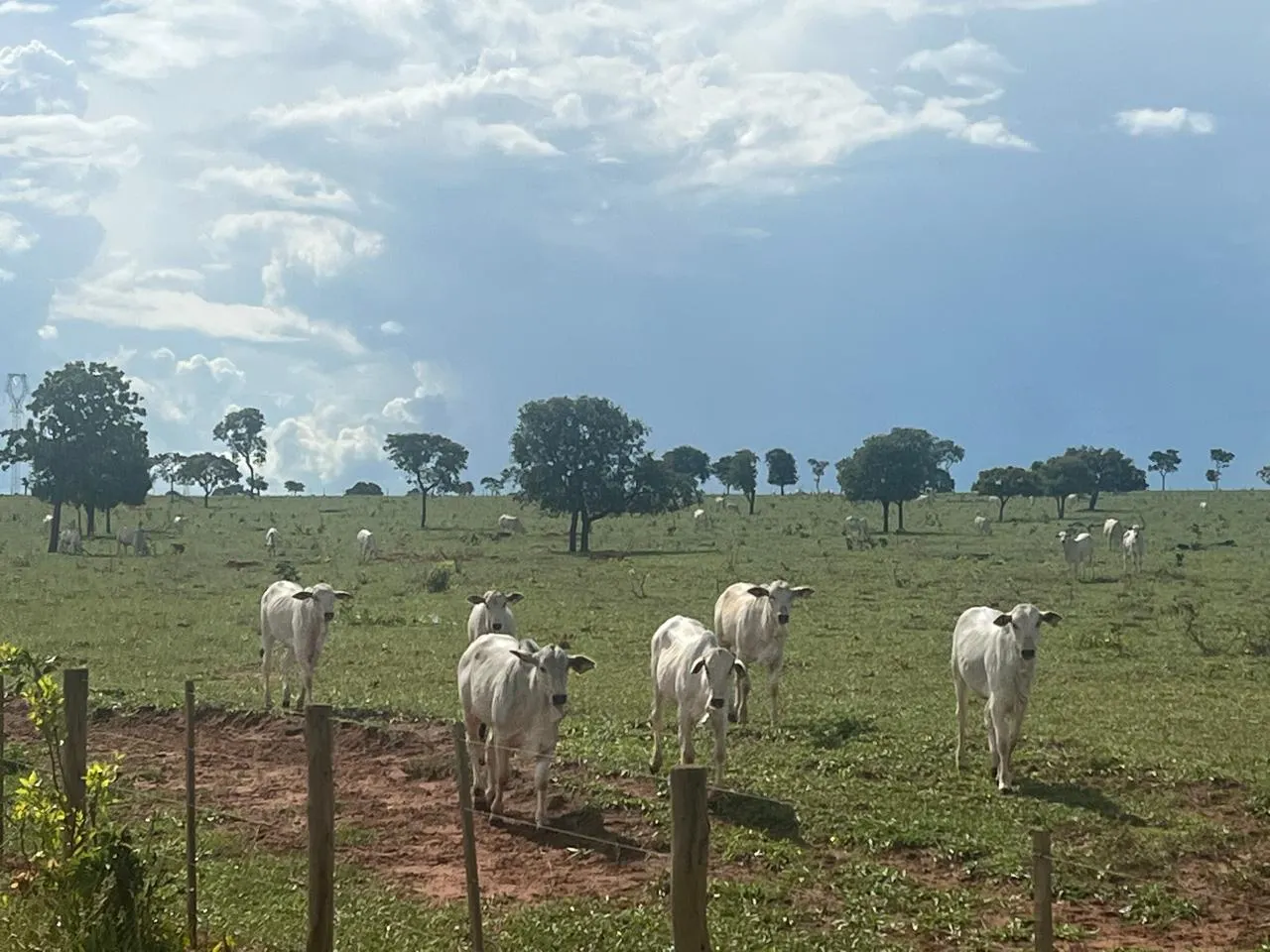 Fazenda à venda de 5.591 ha em Paraíso das Águas, MS, Brasil