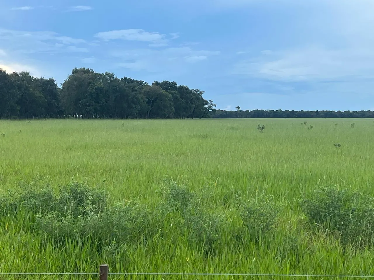 Fazenda à venda de 5.591 ha em Paraíso das Águas, MS, Brasil