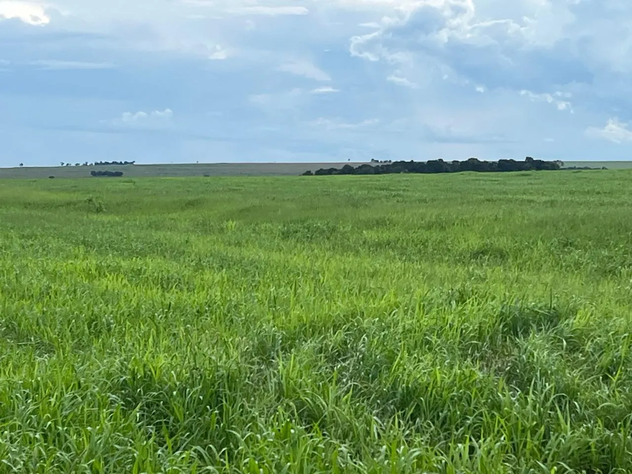 Fazenda à venda de 5.591 ha em Paraíso das Águas, MS, Brasil