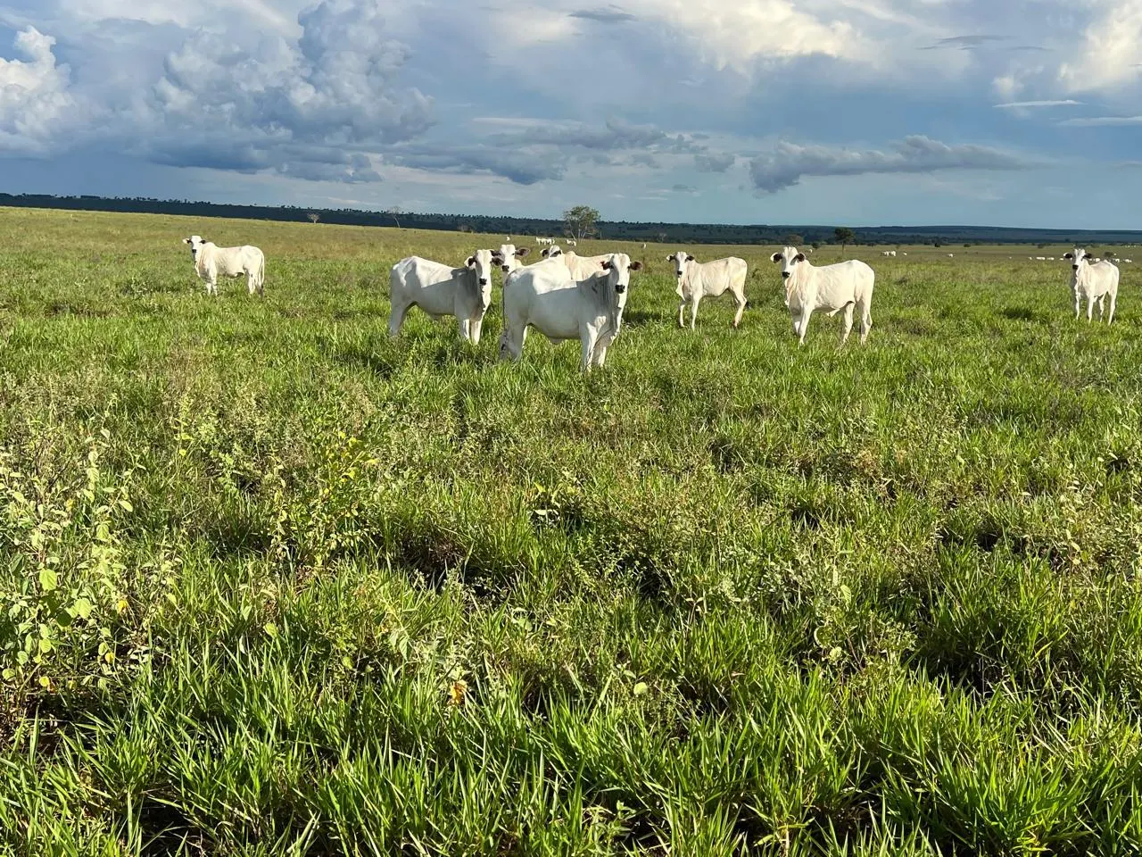 Fazenda à venda de 5.591 ha em Paraíso das Águas, MS, Brasil