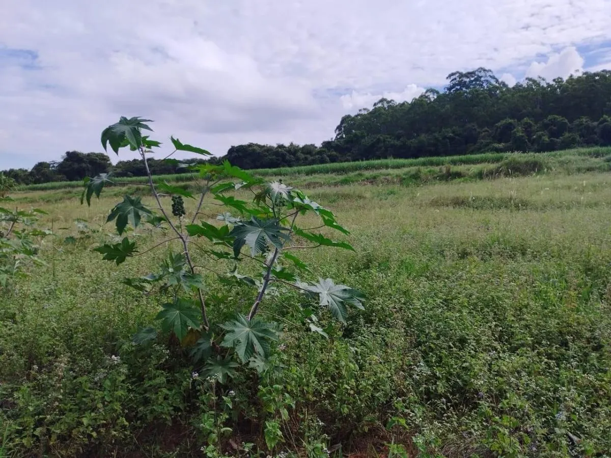Fazenda à venda de 104 ha em Cássia dos Coqueiros, SP, Brasil