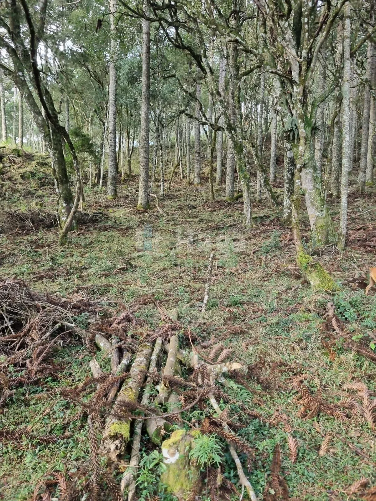 Plot for sale of 12 acres in Bom Jardim da Serra, SC, Brazil