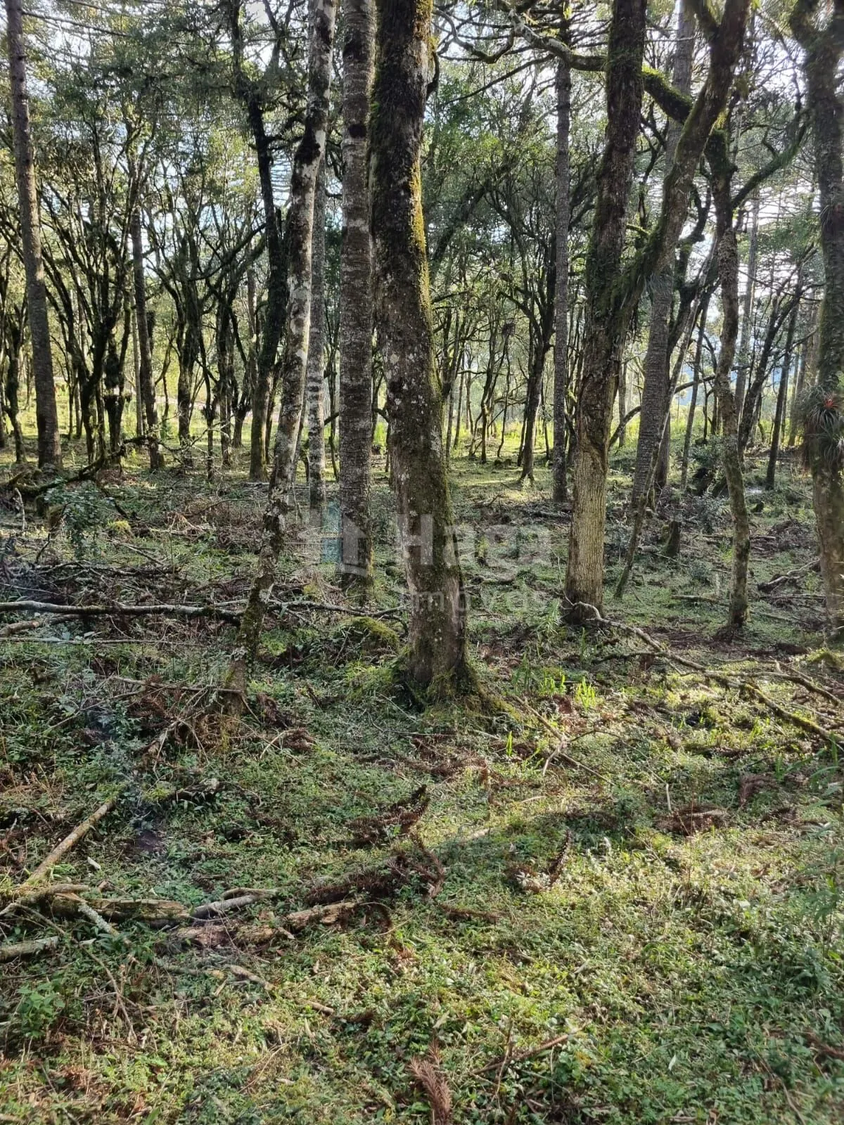 Plot for sale of 12 acres in Bom Jardim da Serra, SC, Brazil