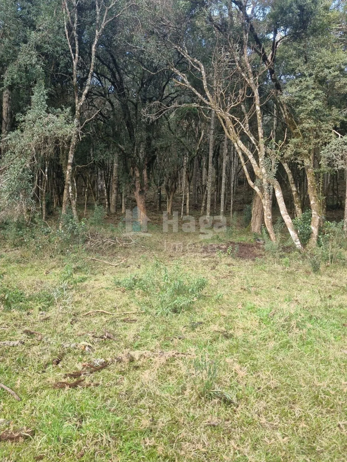 Plot for sale of 12 acres in Bom Jardim da Serra, SC, Brazil