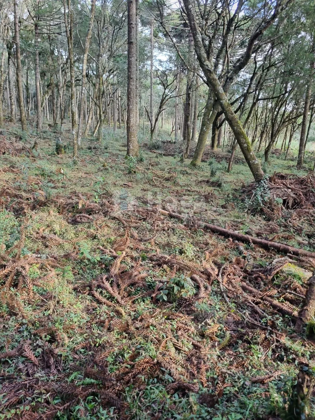 Plot for sale of 12 acres in Bom Jardim da Serra, SC, Brazil