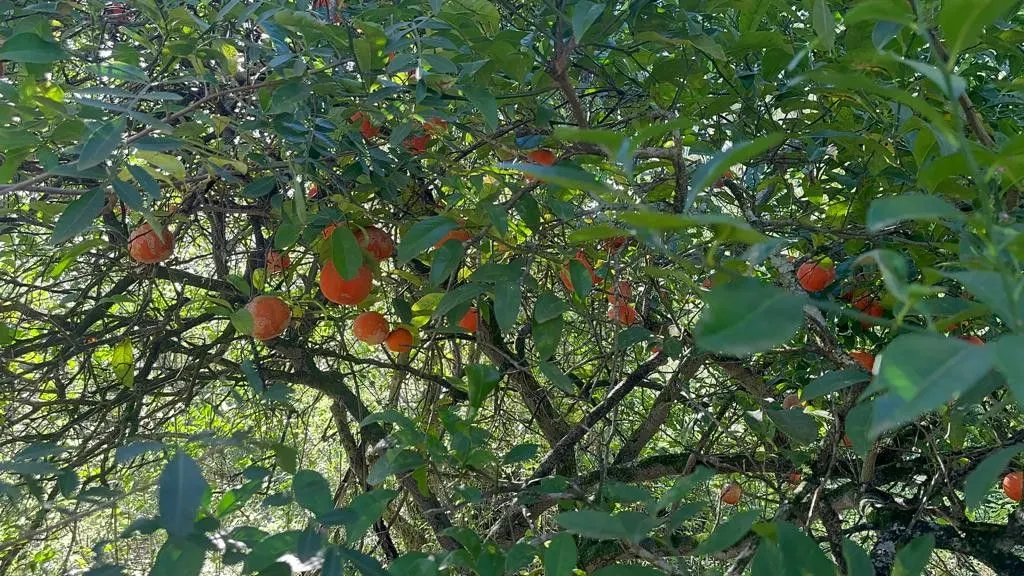Chácara à venda de 3.400 m² em Eldorado do Sul, RS, Brasil