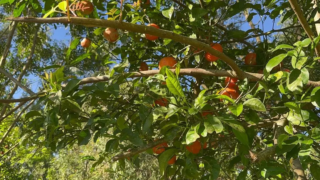 Chácara à venda de 3.400 m² em Eldorado do Sul, RS, Brasil