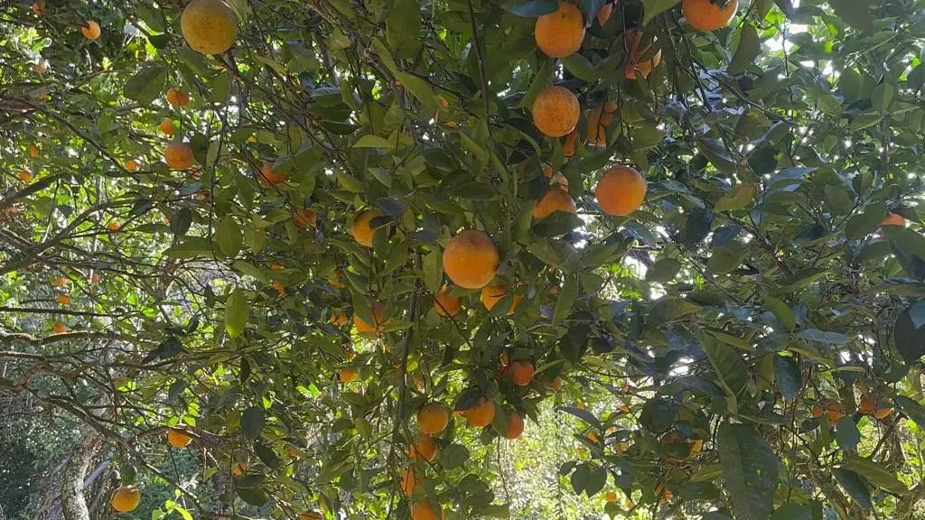 Chácara à venda de 3.400 m² em Eldorado do Sul, RS, Brasil