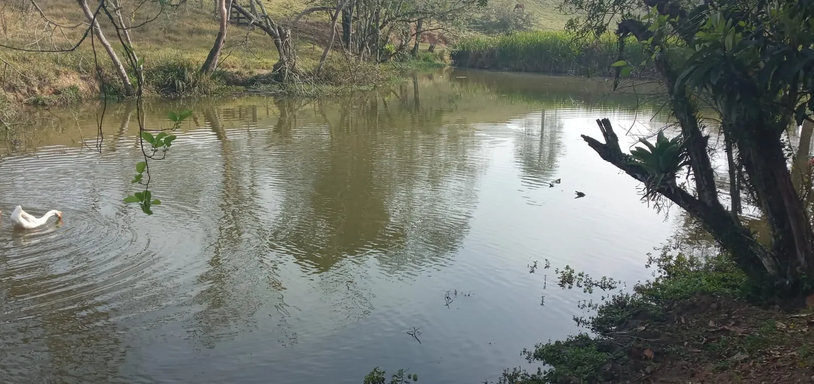 Fazenda à venda de 157 ha em Capão Bonito, SP, Brasil