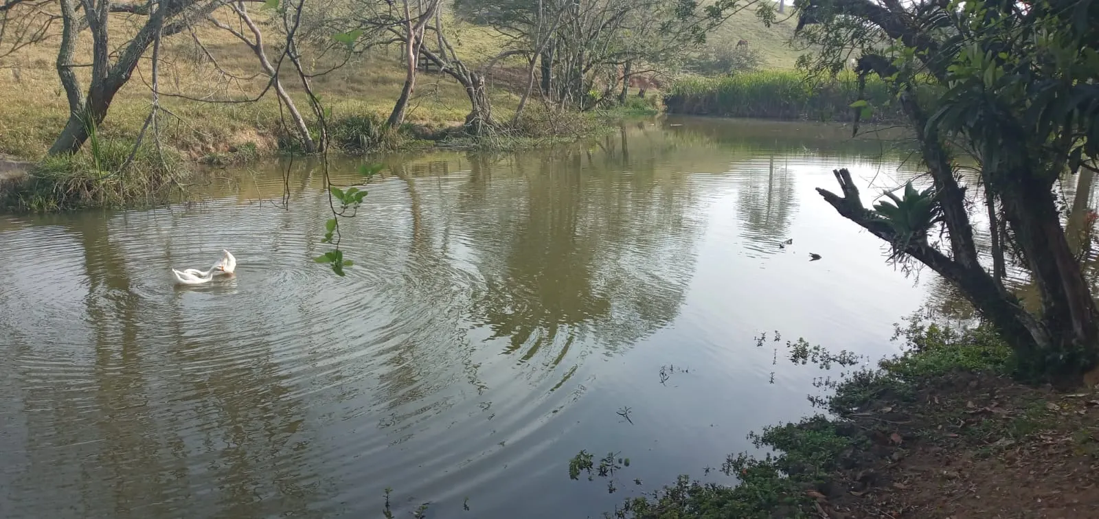 Fazenda à venda de 157 ha em Capão Bonito, SP, Brasil