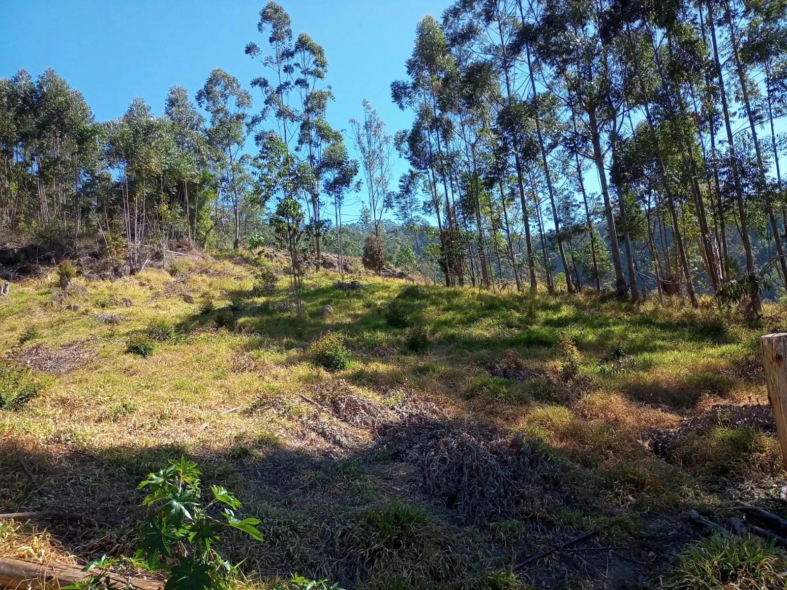 Small farm for sale of 30 acres in Paraibuna, SP, Brazil