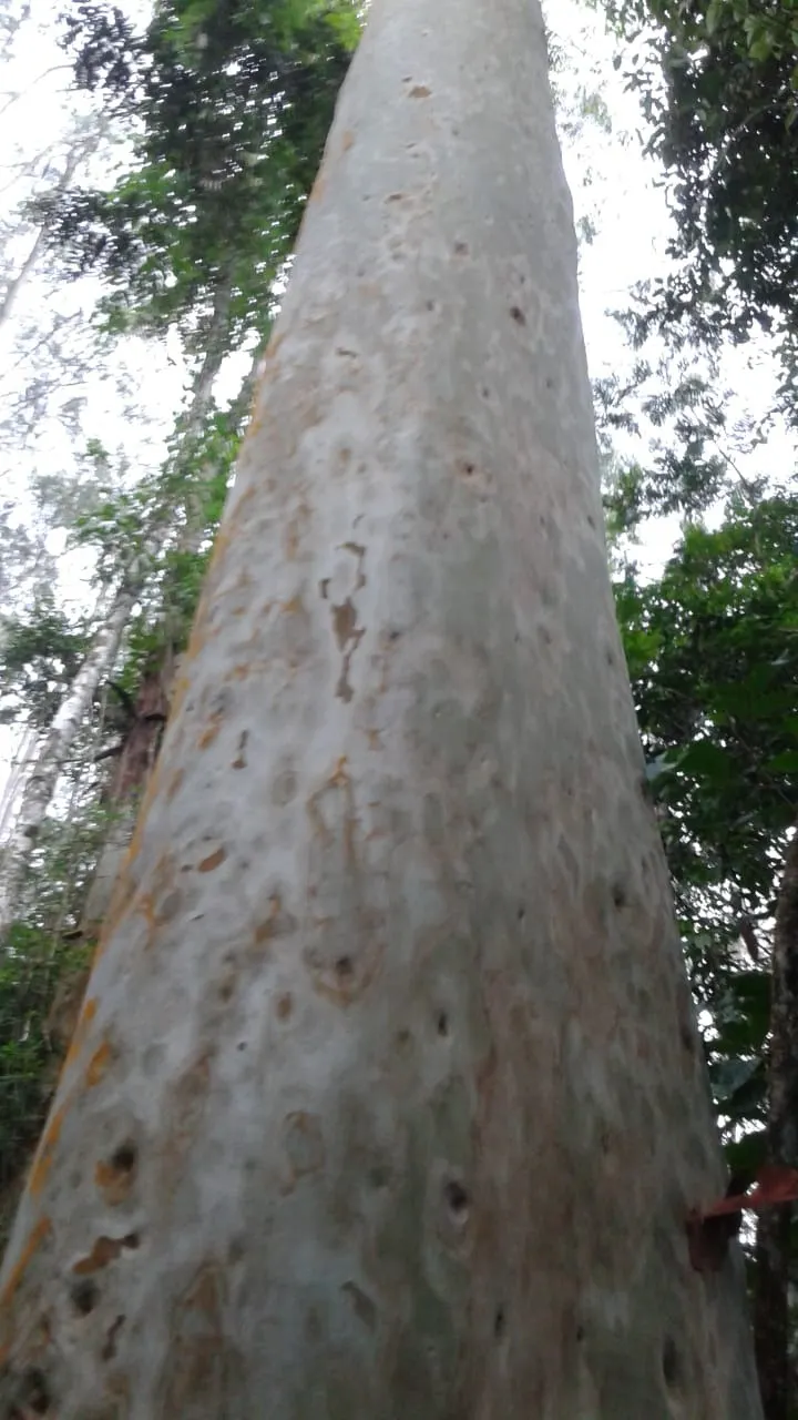 Fazenda à venda de 1.242 ha em Juiz de Fora, MG, Brasil